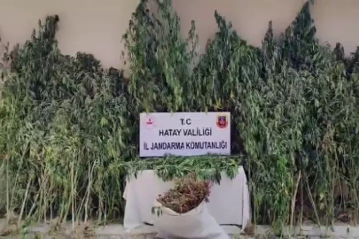 Orman içine ekilen kenevir tarlasını jandarma tespit etti
