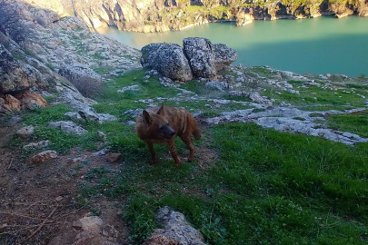Doğal yaşamı bozanlara 5 Milyon TL’ye kadar ceza
