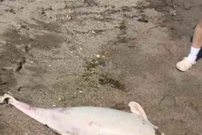 Boğaz’da yunus ölümleri devam ediyor, vatandaşlar tedirgin
