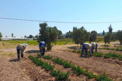 Didim Belediyesi’nden topraktan kente uzanan üretim
