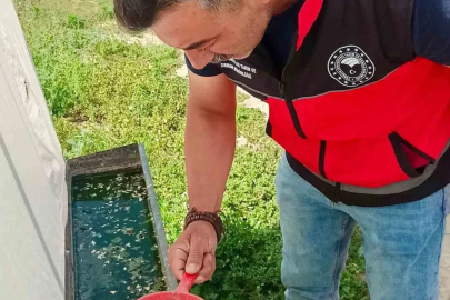 Haziran böceğiyle mücadele sürüyor
