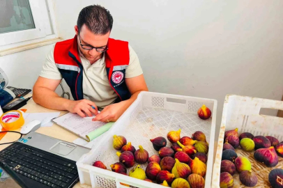 Nazilli’de taze incir denetimi
