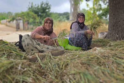 Türkiye’nin pırasa ambarında üretim mesaisi sürüyor
