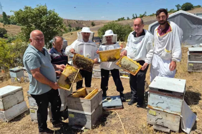Karadeniz arı genotipinin ıslahı için çalışmalar sürüyor: Hedef daha verimli ana arı üretimi
