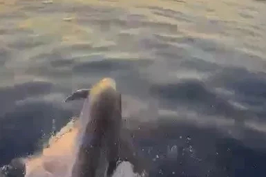 Alanya açıklarında yunusların şovu turistleri mest etti
