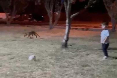 Çanakkale’de minik çocuğun topunu tilki böyle çaldı
