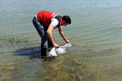 Tekirdağ’da göletlere 150 bin balık bırakıldı
