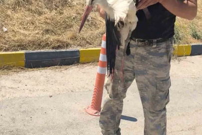 Eskişehir Büyükşehir Belediyesi çöplüğünde bacağı kırık halde bulunan leylek 4 gündür yardım bekliyor
