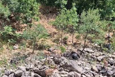 Tunceli’de koruma altındaki dağ keçileri Munzur Nehri kıyısında görüntülendi
