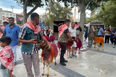 Koyunlar sudan önce bulvardan geçti
