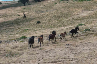 Yaban hayatının simgelerinden olan yılkı atları, yaylalarda görüntülendi
