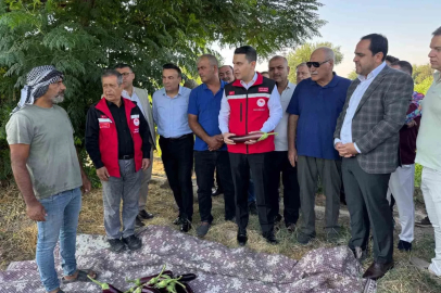 Tescilli Birecik patlıcanında hasat başladı
