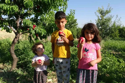 Malatya’da kayısıya yeni rakip: Santa Maria armudu ve nektarin

