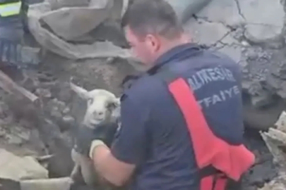 Göçük altında kalan 3 koyunu itfaiye kurtardı
