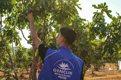 Germencik’te gönüllü gençler incir hasadına katıldı
