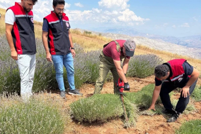 Kemah’ta mor bereket: Lavanta hasadı başladı
