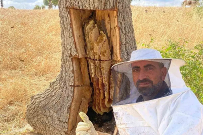 Arıların izini sürüp ağaçların içinden bal çıkardılar
