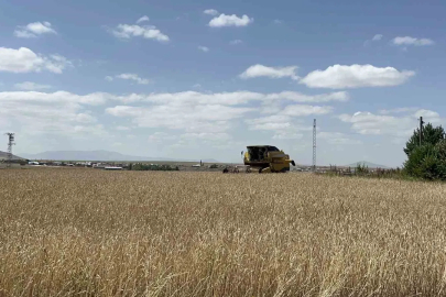 Kars’ta arpa ve yulaf hasadı hızlandı: Çiftçiler gün doğmadan tarlaya giriyor
