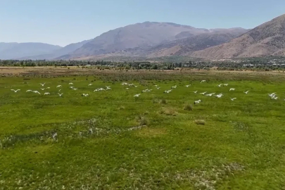 Göç yolundaki leyleklerin Erzincan molası havadan görüntülendi
