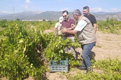 İslahiye’de üzüm hasadı başladı
