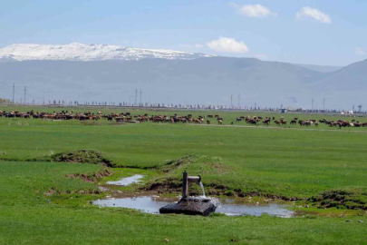 1933’te Danimarka gözünü Erzurum ve Kars’a çevirdi: Hedefleri süt üretimi yapmaktı
