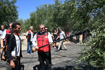 Dikili’de sezonun ilk zeytin hasadı başladı
