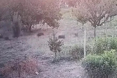 Yerleşim yerine inen domuz sürüsü kameraya yansıdı
