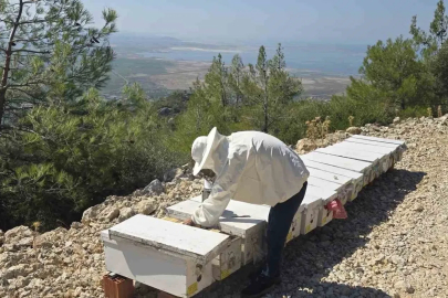 Söke’de arılı kovan tespit çalışmaları sürüyor
