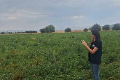 Şuhut’ta patates üretim alanlarında saha kontrolleri sürüyor

