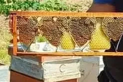 Kovan denetiminde bulunan kalp şeklindeki petek görenleri şaşırttı
