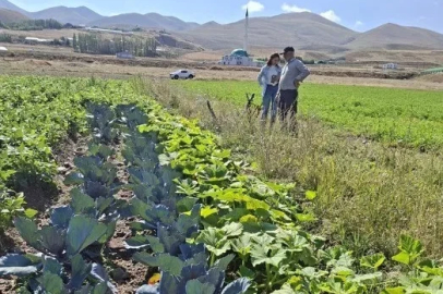Erzurum’da kadın çiftçilerin kırmızılahana ve kereviz fidelerine sıkı takip
