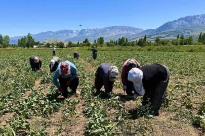 Sıcakta alın teriyle pancar çapalıyorlar
