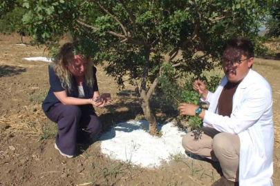 Balıkesir’de sakız hasadına başlandı
