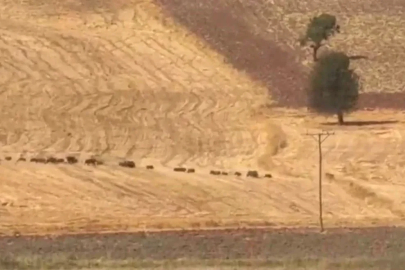 Tunceli’de domuz sürüsü görüntülendi
