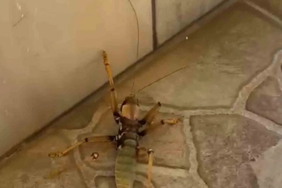Kedi, dev etçil çekirgeyle fareyle oynar gibi oynadı
