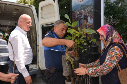 Babadağ Belediyesinden çiftçilere ceviz fidanı desteği
