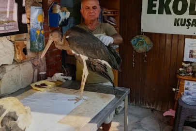 Leylek yavrularının göç yolculuğu talihsizlikle kesildi

