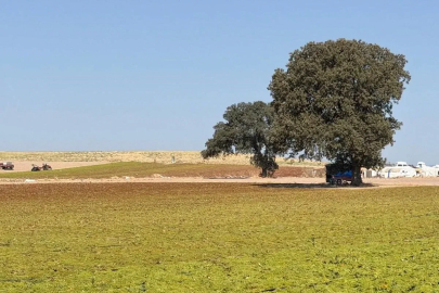 Saruhanlı Kaymakamı Özcan üzüm hasadına katıldı
