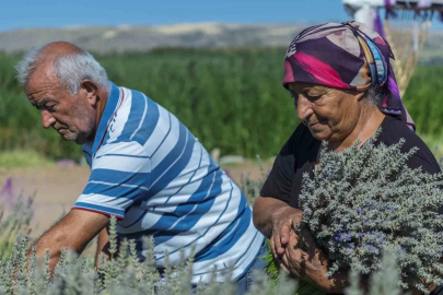 Umutla yetiştirdi, gözyaşlarıyla anlattı: Yaşlı çiftin lavanta bahçesindeki hüzünlü bekleyişi
