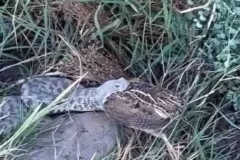 Engerek yılanının bıldırcın avı kameraya yansıdı
