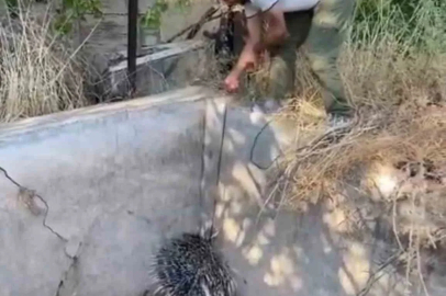 Nesli tükenme tehlikesi altındaki oklu kirpi böyle kurtarıldı
