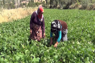 Aracı yok, doğallık var: Çiftçi hem üretiyor hem satıyor
