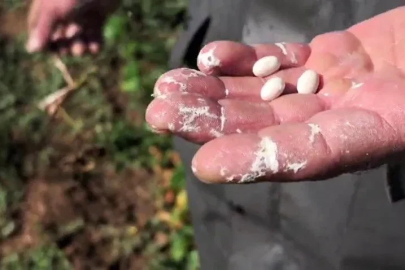 Dünyaca ünlü ispir fasulyesinde hasat hazırlığı
