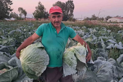 Söğütlü lahanasında hasat başladı
