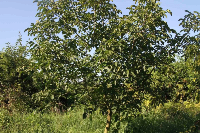 Samsun’da Amerikan tipi ceviz üretiminde artış
