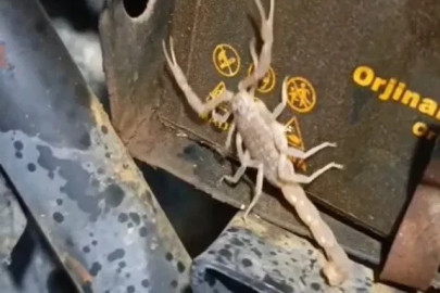 Motosikletin motorundan akrep çıktı
