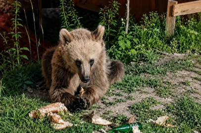 Piknikçilerin yiyecekleriyle beslenen bozayı ilgi odağı oldu
