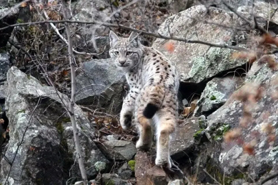 Sinop’ta ’vaşak’ görüntülendi
