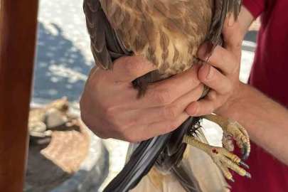 Kastamonu’da yaralı halde bulunan kuş tedavi altına alındı
