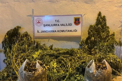 Şanlıurfa’da 625 kök kenevir ele geçirildi
